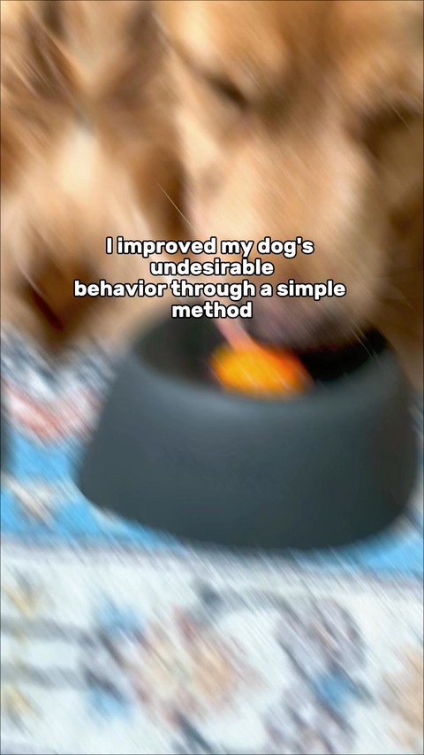 Slow feeder dog bowl