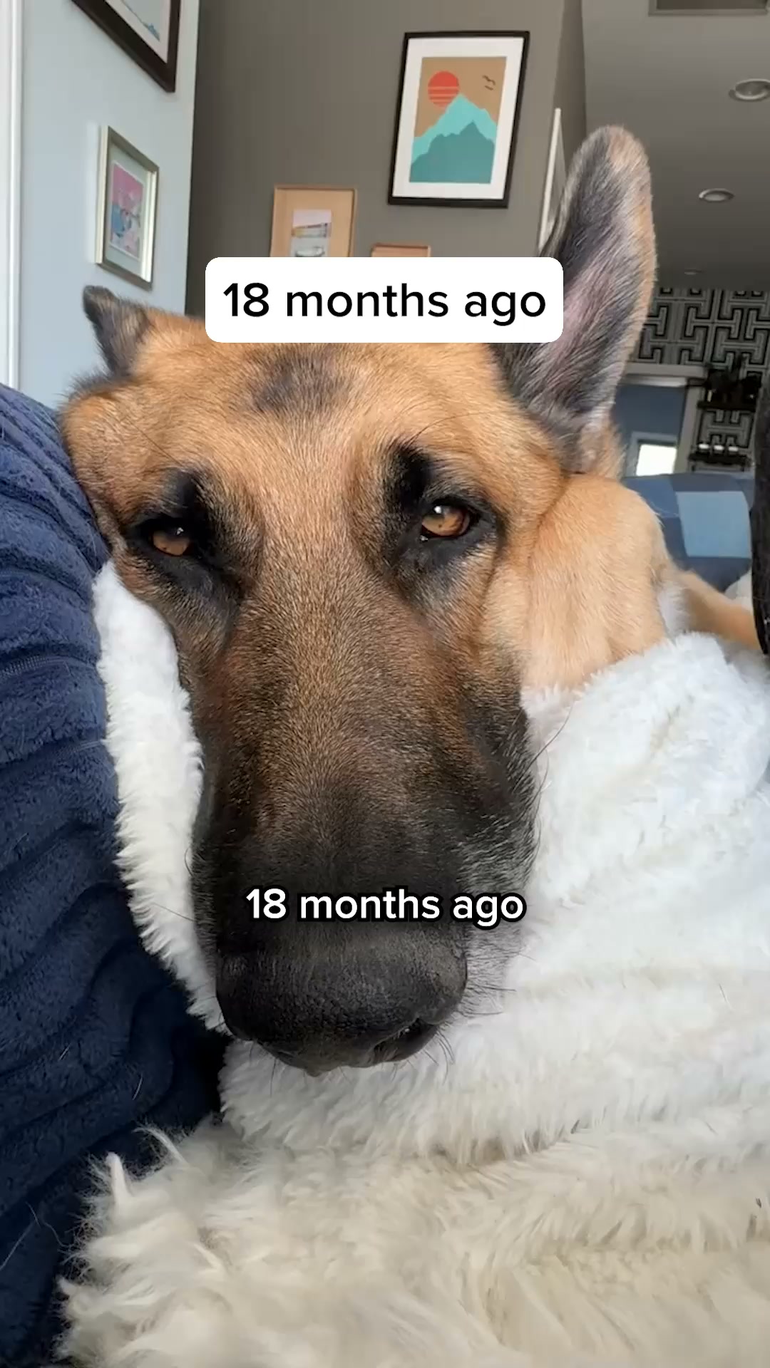 The One Thing Your Dog Actually Needs