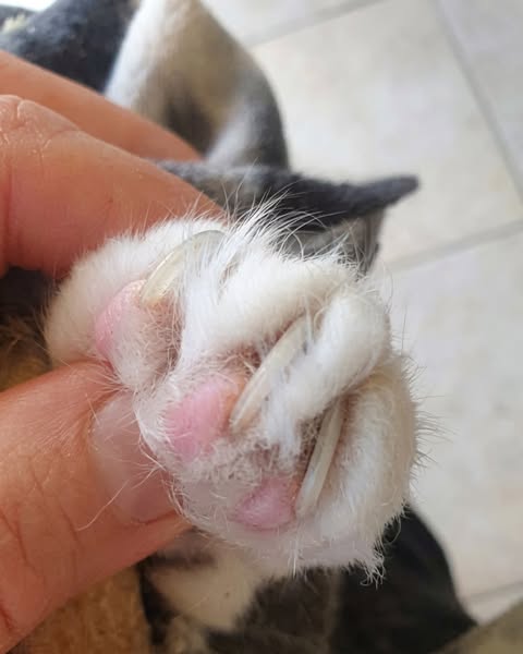 Kattenopvang onthult slimme nageltruc