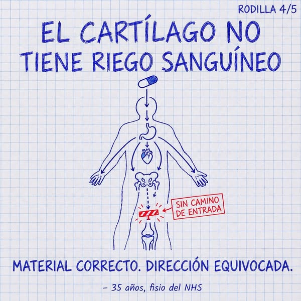 No es hueso con hueso. Es el músculo aplastando la articulación.