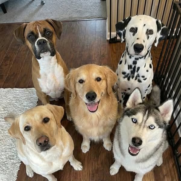 One Family's Dogs Always Lived Past 17