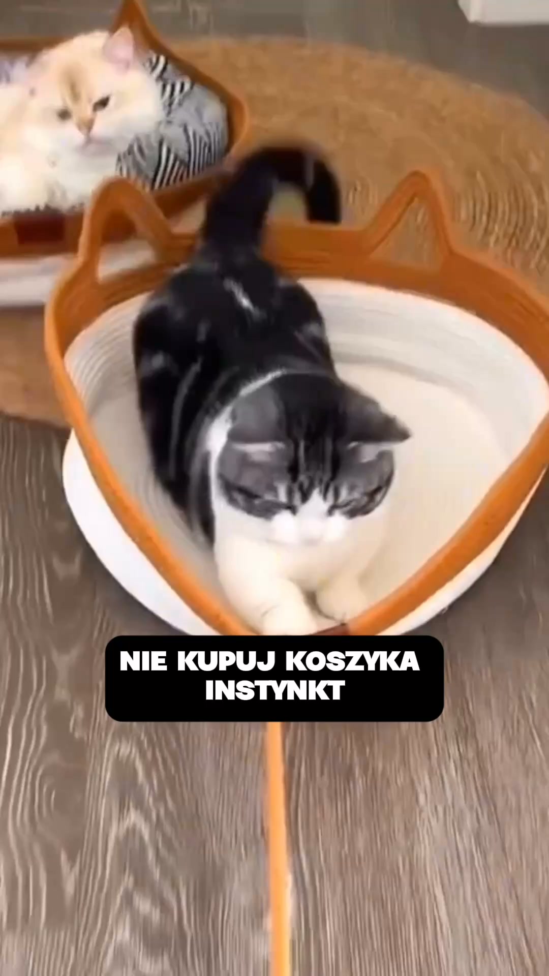 Podaruj kotu własne terytorium