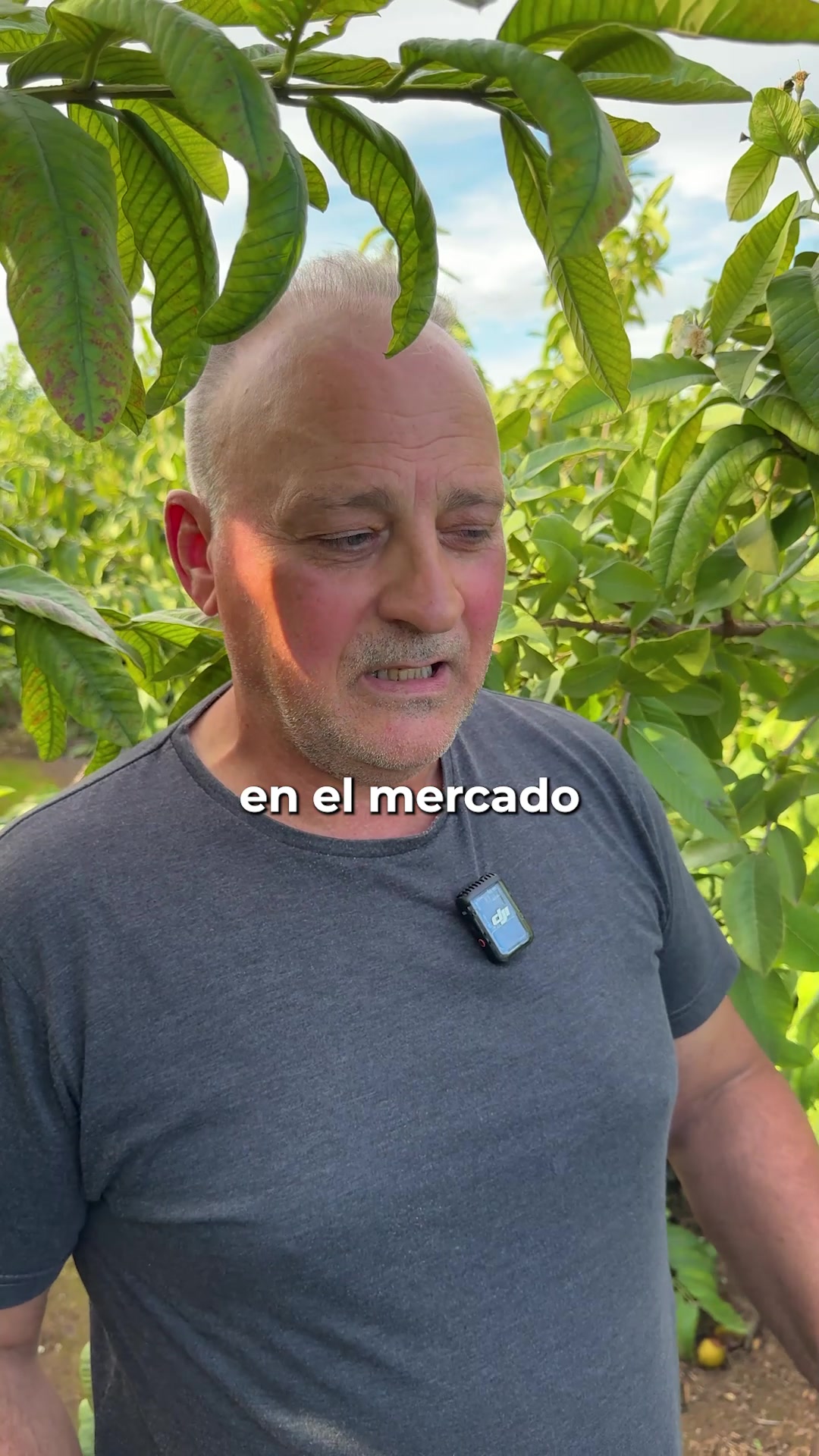 Guayaba de pepe