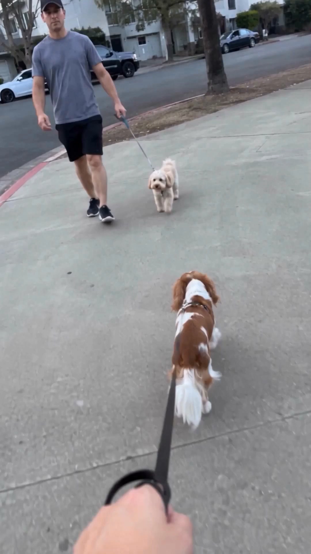 Starten Sie die Kleine-Hunde-Manieren-Routine ▶