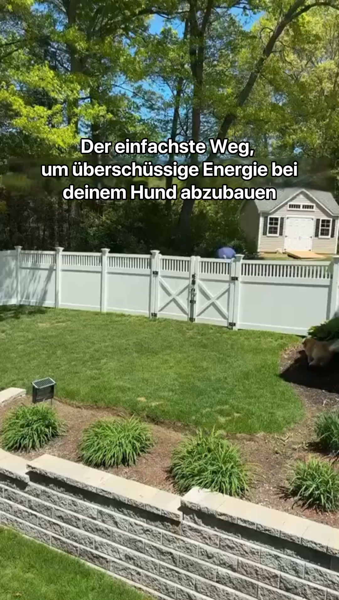 #1 Hunde Treibball