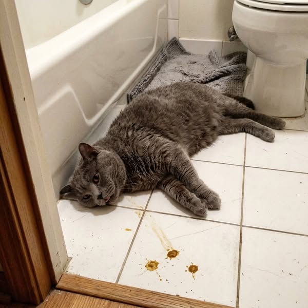 STOP filling your cat's bowl thinking you're doing enough