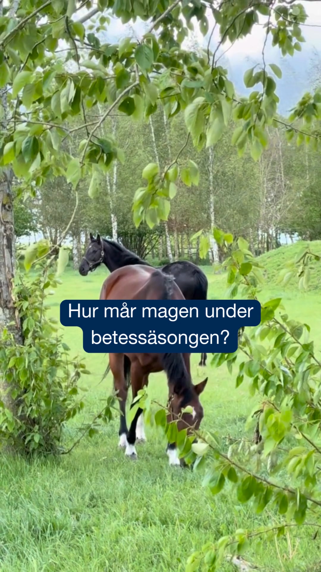 Hur mår magen under betessäsongen?