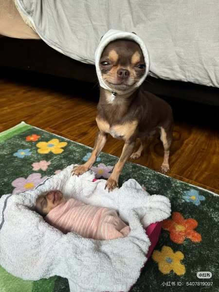 Three Months. Same Dog. Different Mouth.