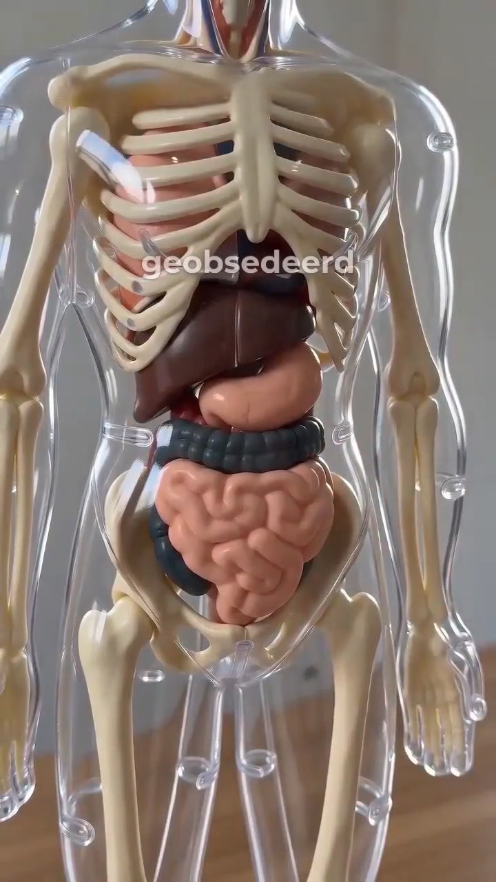 Leuk anatomisch leren