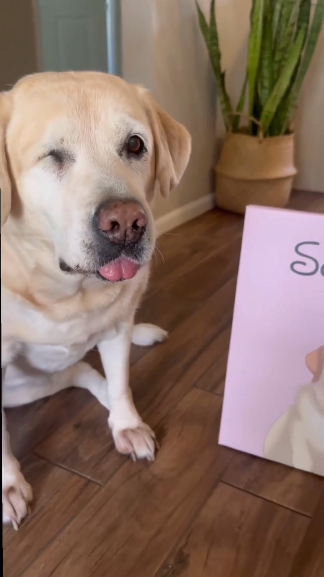USE CODE PAWTRAIT20