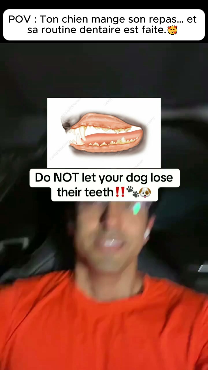 Enfin une routine dentaire que ton chien accepte