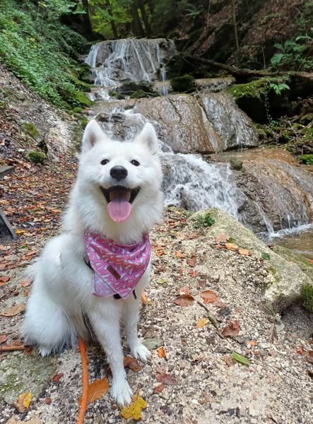 Read this if your dog never switches off