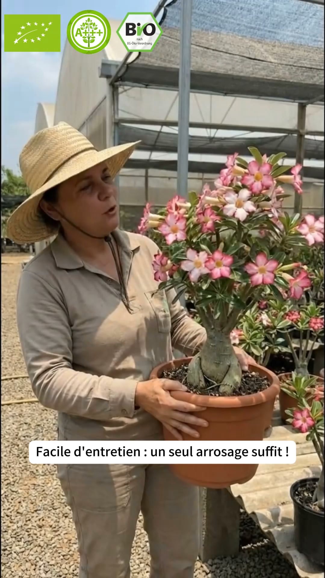 La plante qui ne meurt jamais – arrosez‑la et elle vit 100 ans !