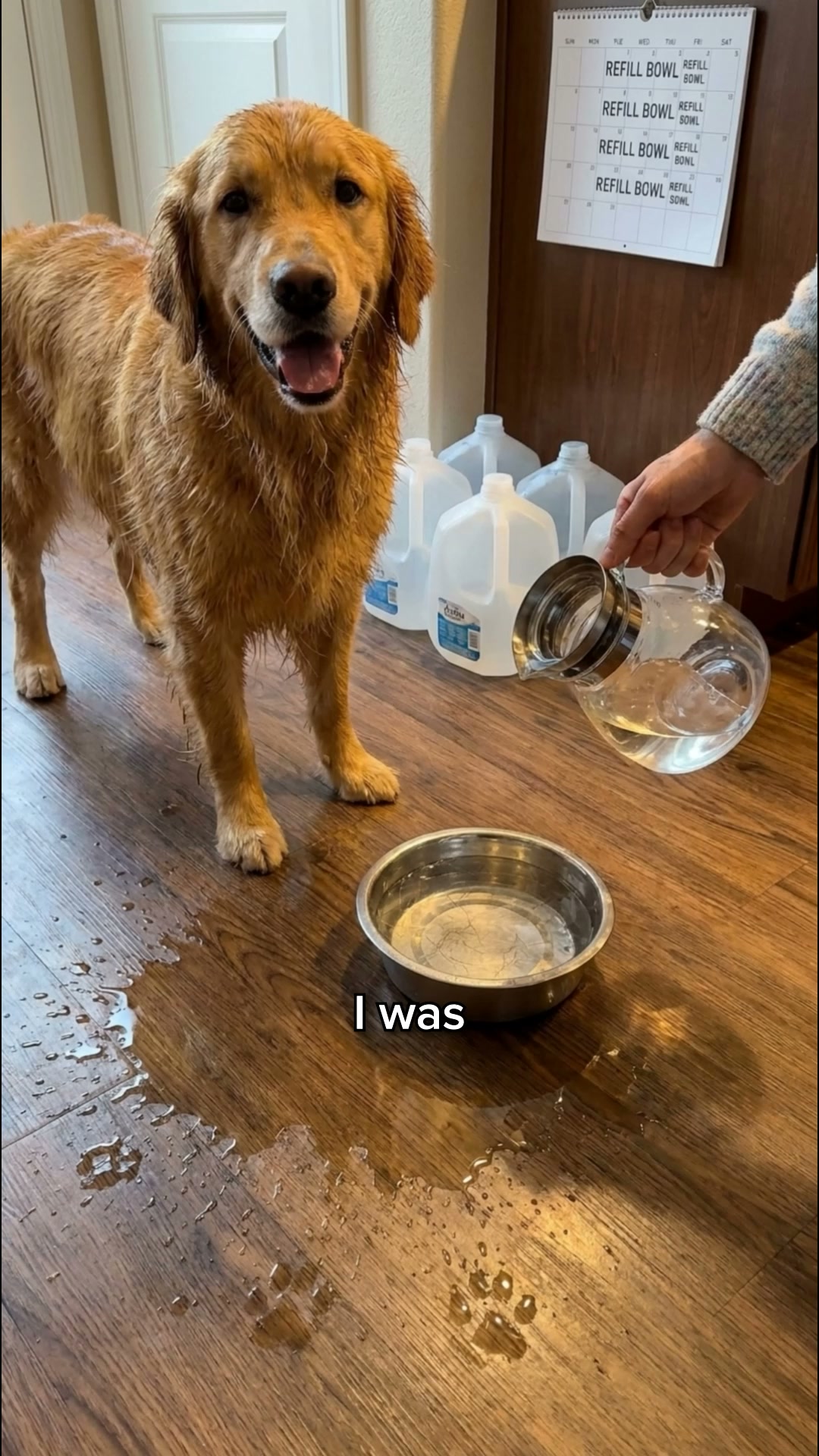 #1 Vet-Recommended Fountain