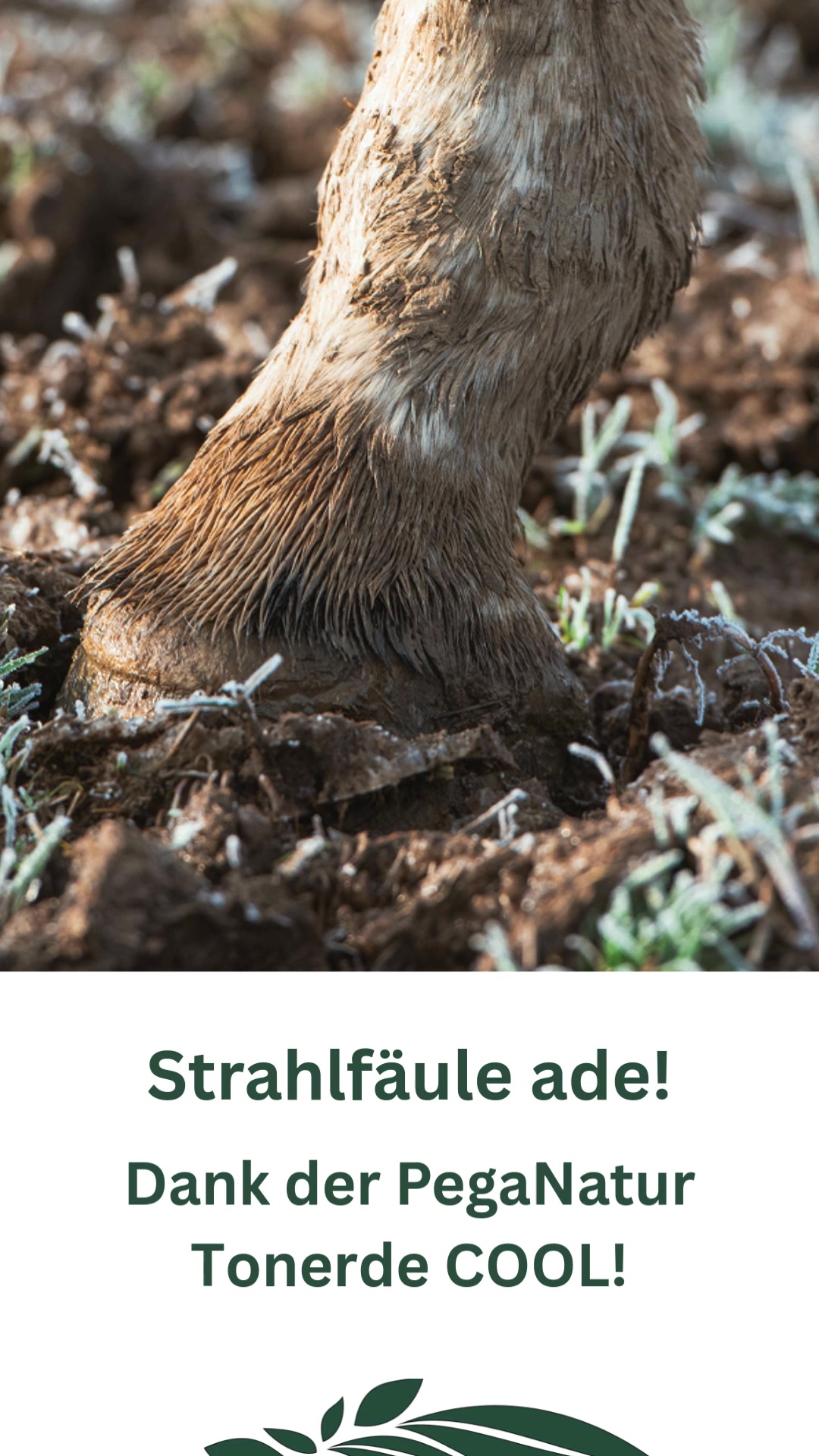 Strahlfäule ade – natürlich & effektiv