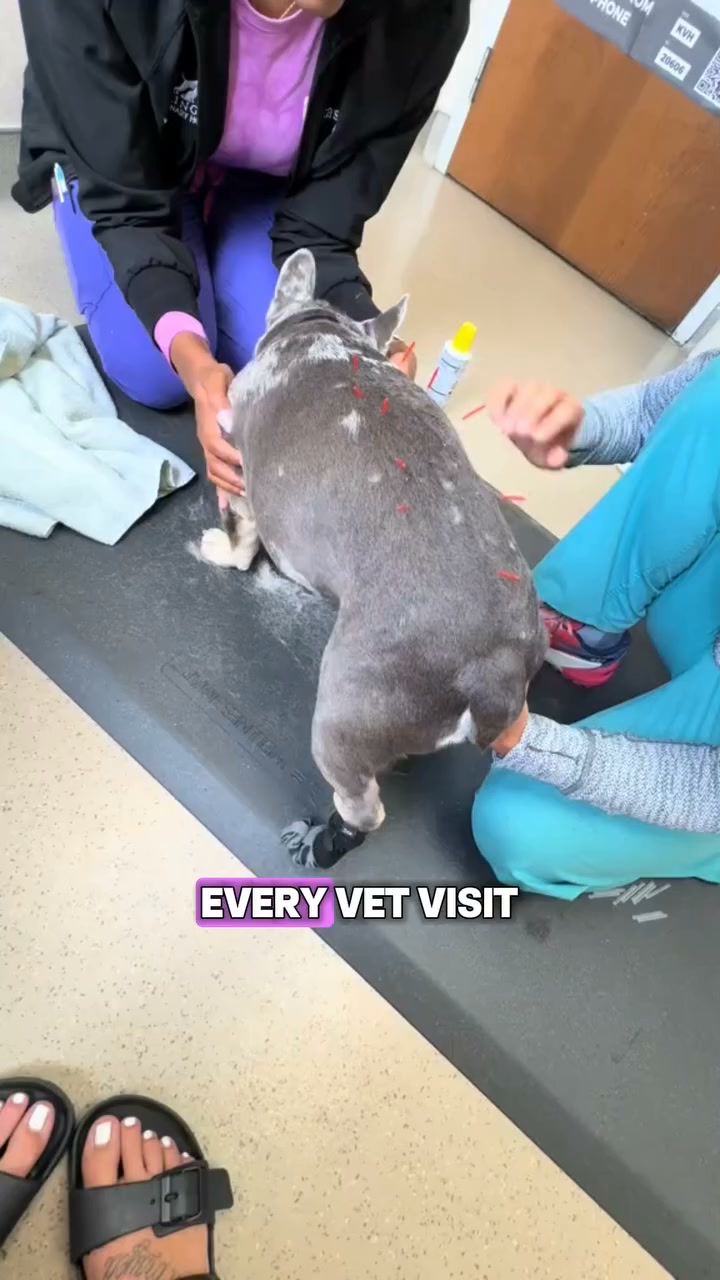 Your Frenchie deserves better.