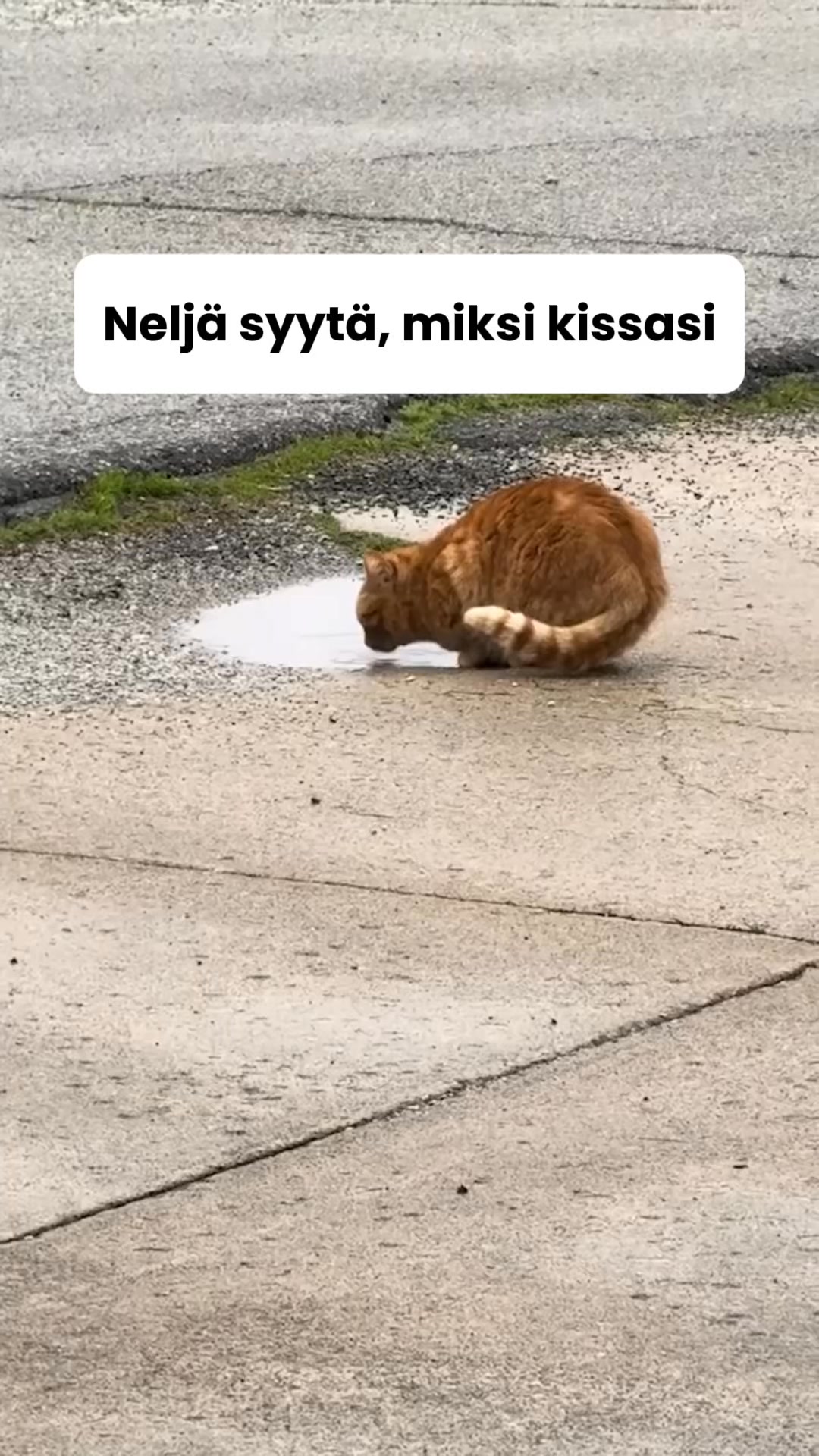 Saat 50% alennuksen + ilmaisen lahjan! Vain rajoitetun ajan!