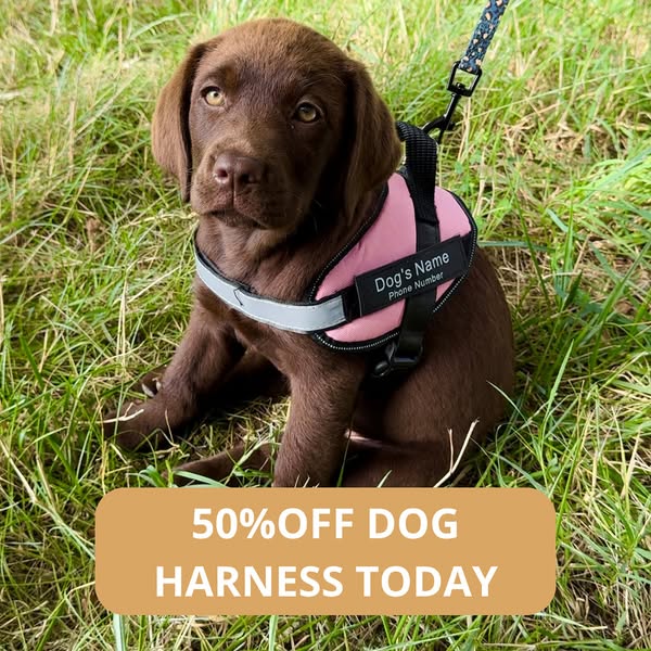 10%OFF Code : DOG10