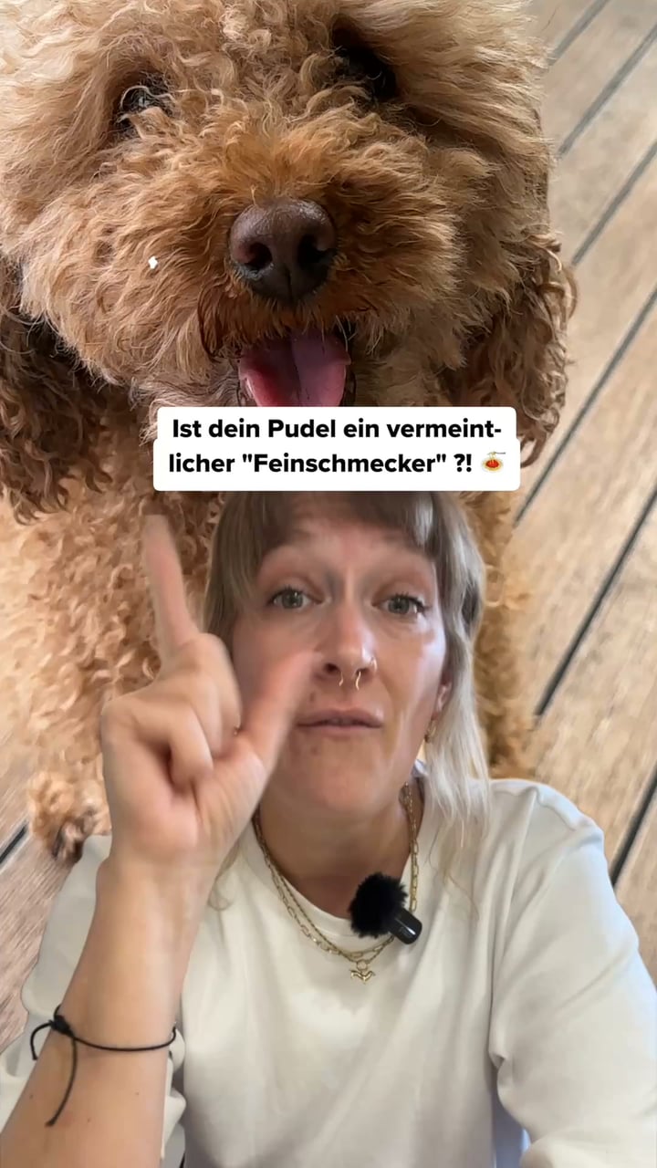 Speziell für Pudel & Doodles