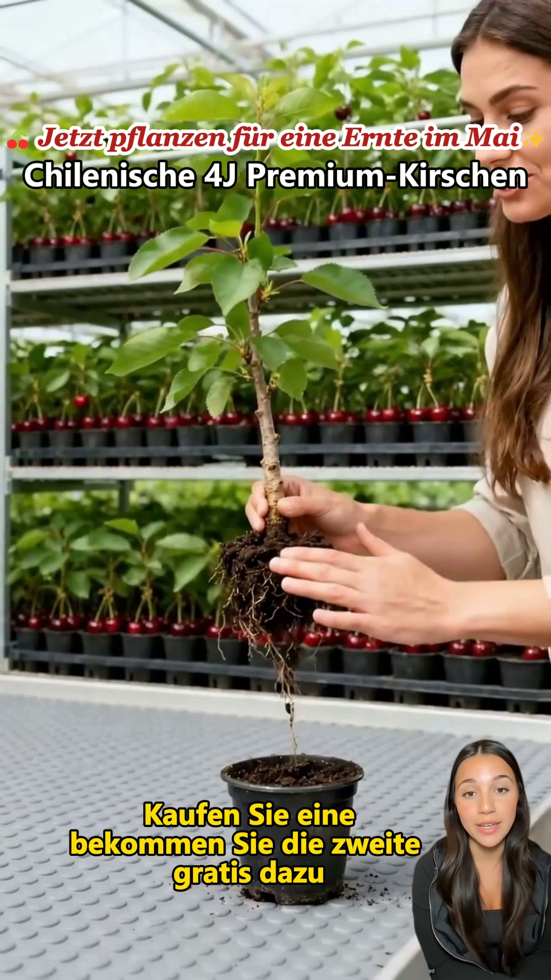 【HAZ CLIC AQUÍ Y PLANTA TU CEREZO ENANO EN ESTA TEMPORADA DE OTOÑO】