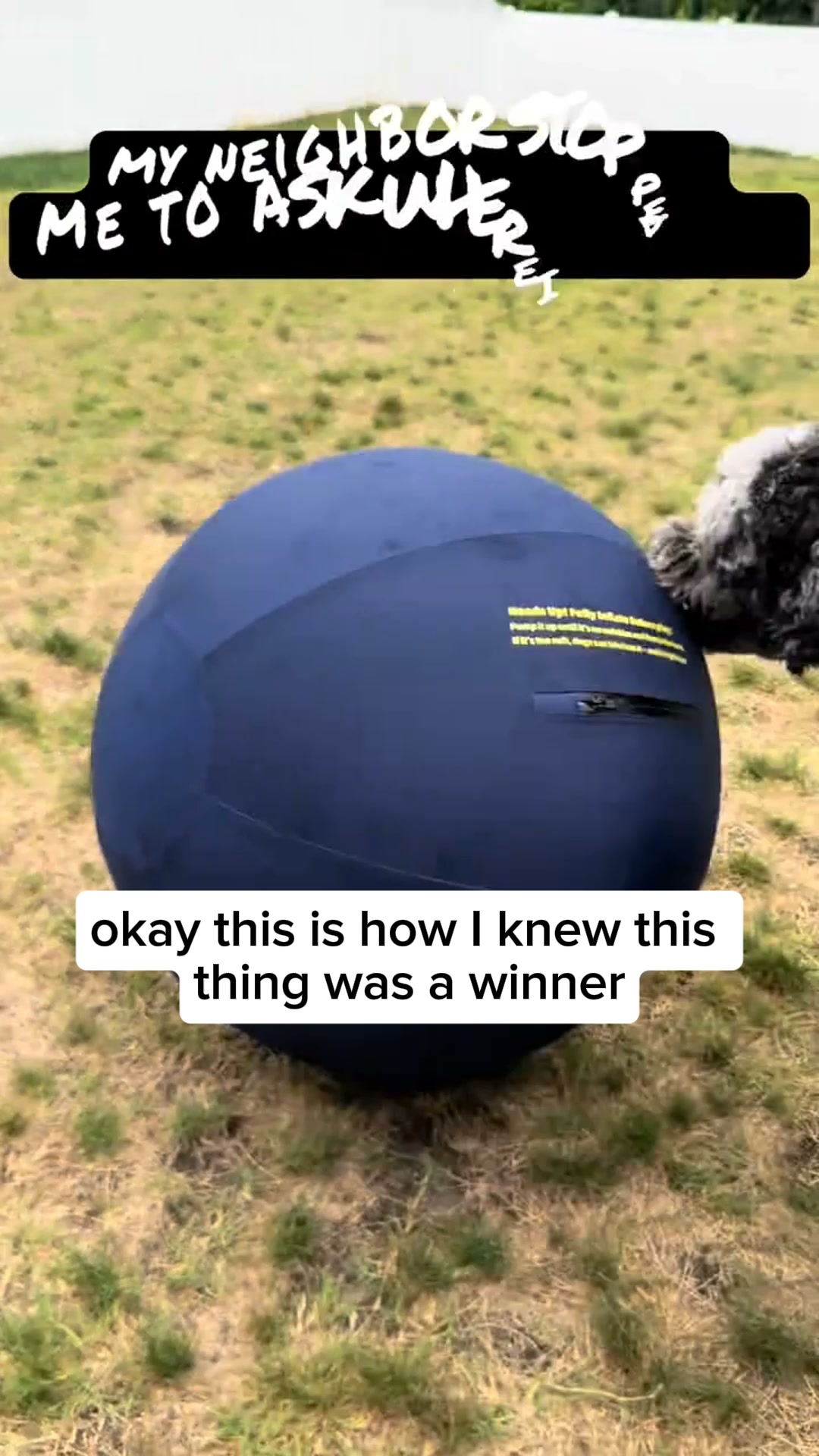 The One Thing Your Dog Actually Needs