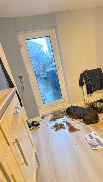 I'm a nurse on nights. My Staffy chewed through the back door while I slept upstairs