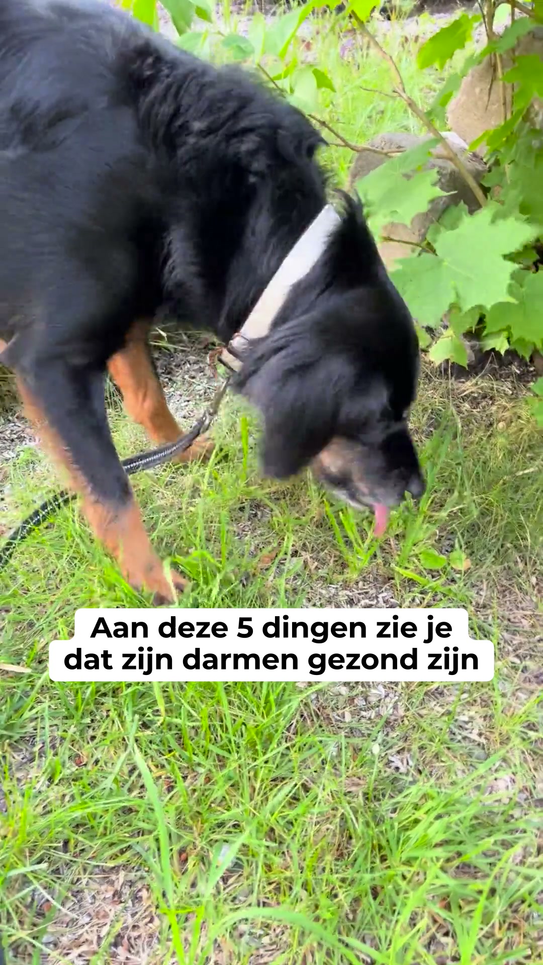 100% natuurlijk, geen medicatie