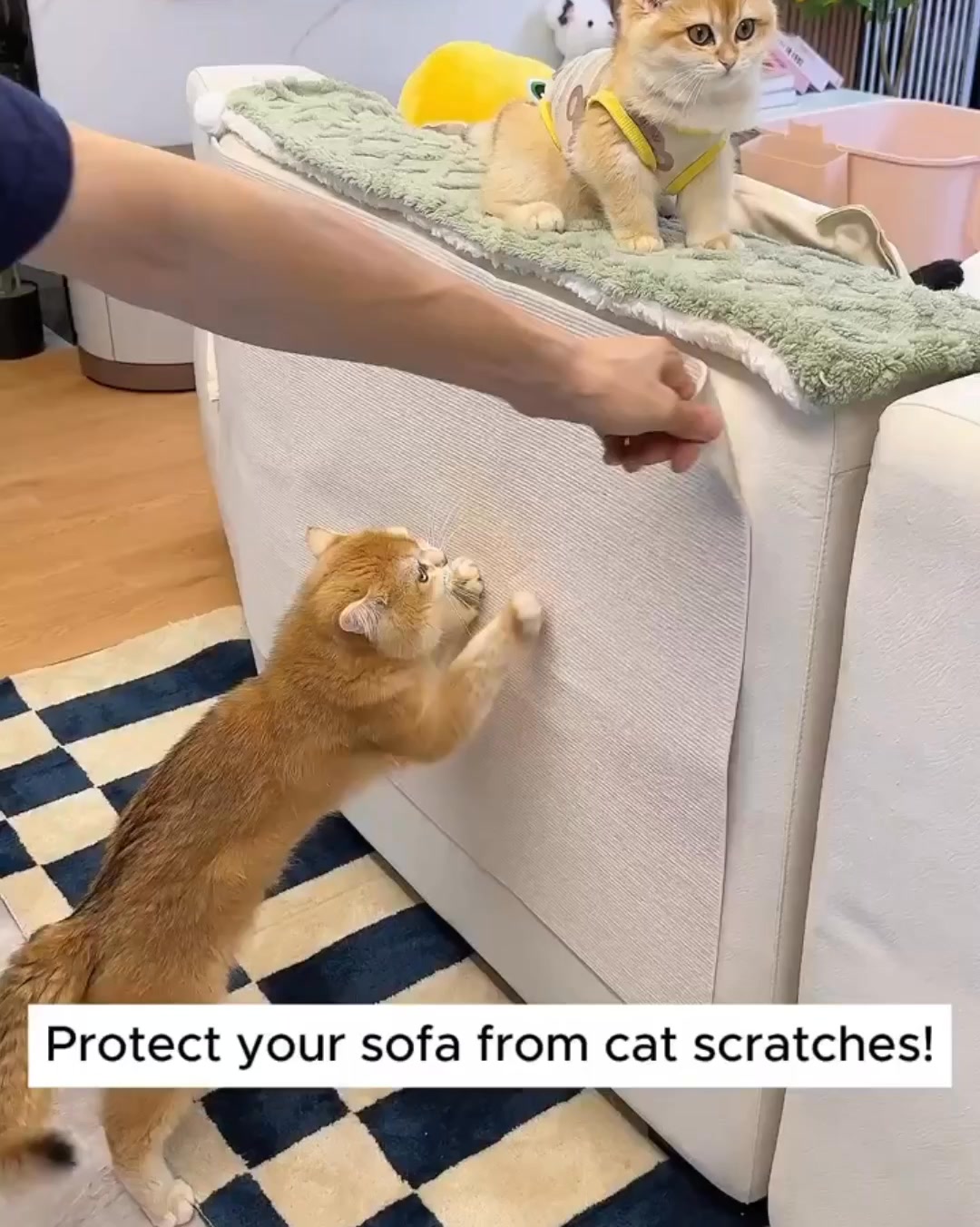 Unleash Your Cat's Inner Adventurer!