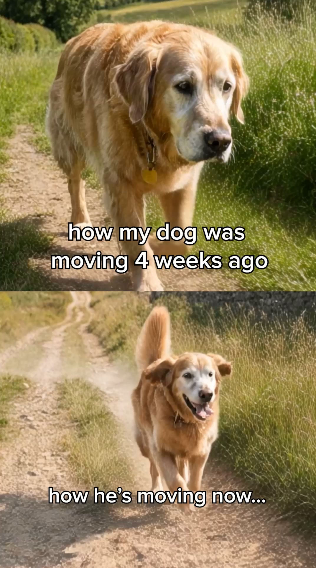 Dog's love it, Owners trust it