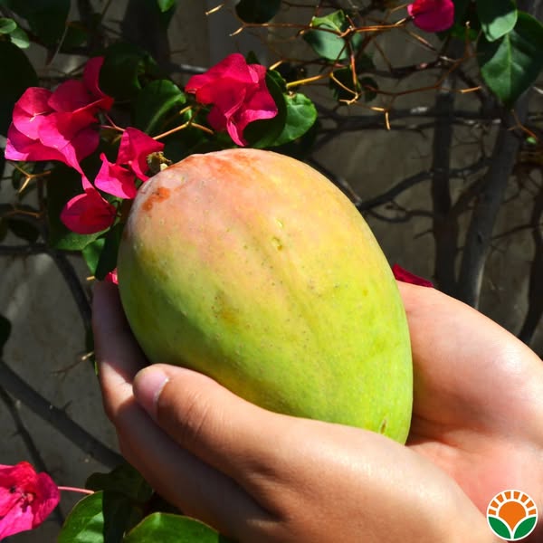 Mango Biologico Siciliano Vendita Online a Domicilio