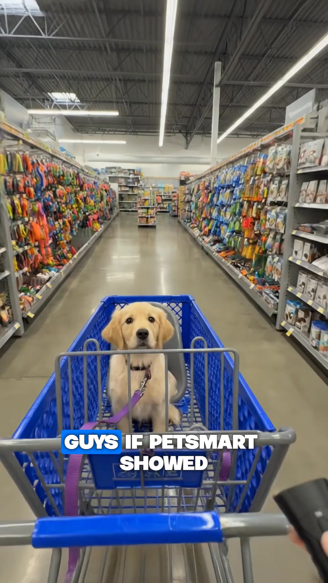 New Pet Training Device Stops Dog From Barking In Seconds