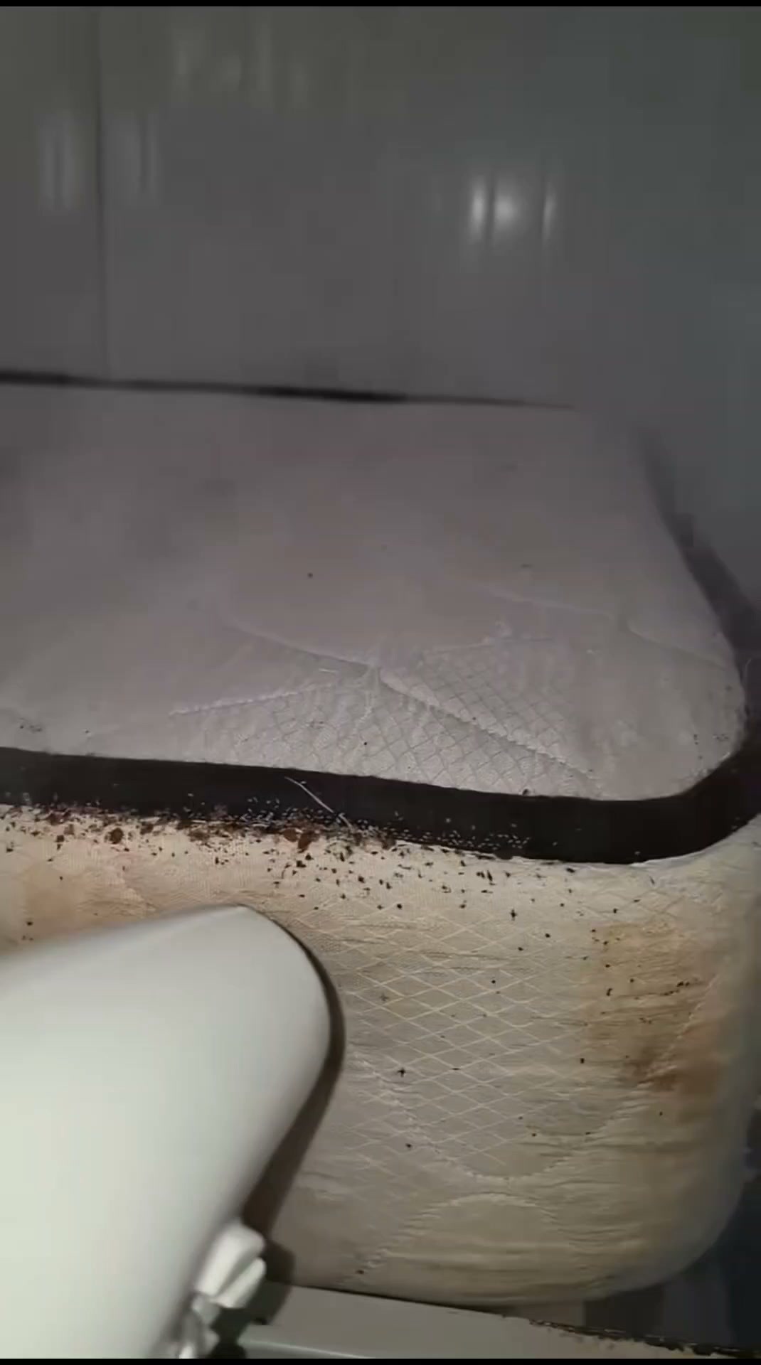 Finally Say Goodbye To Bed Bugs