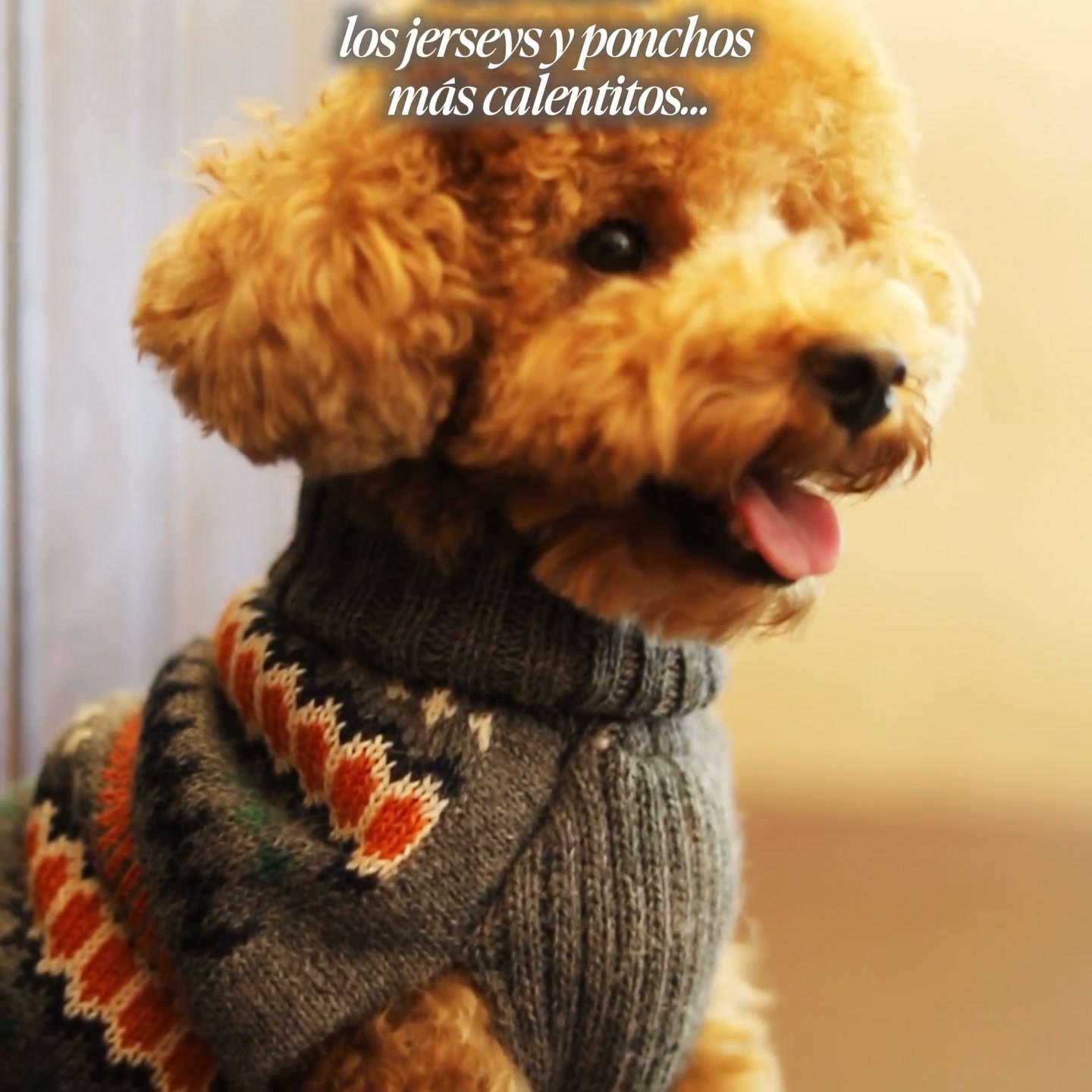 Abrigos para perros · Nueva colección
