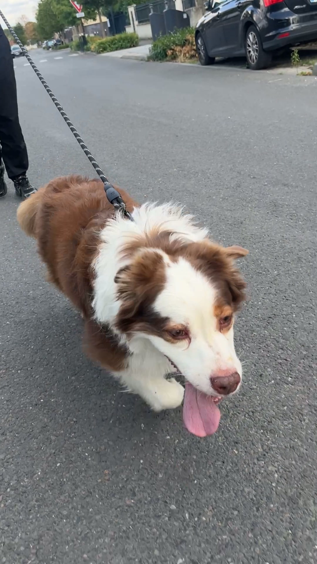 Comment empêcher son chien de tirer sur sa laisse sans dressage