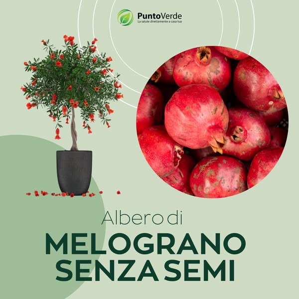 Albero di Melograno Senza Semi