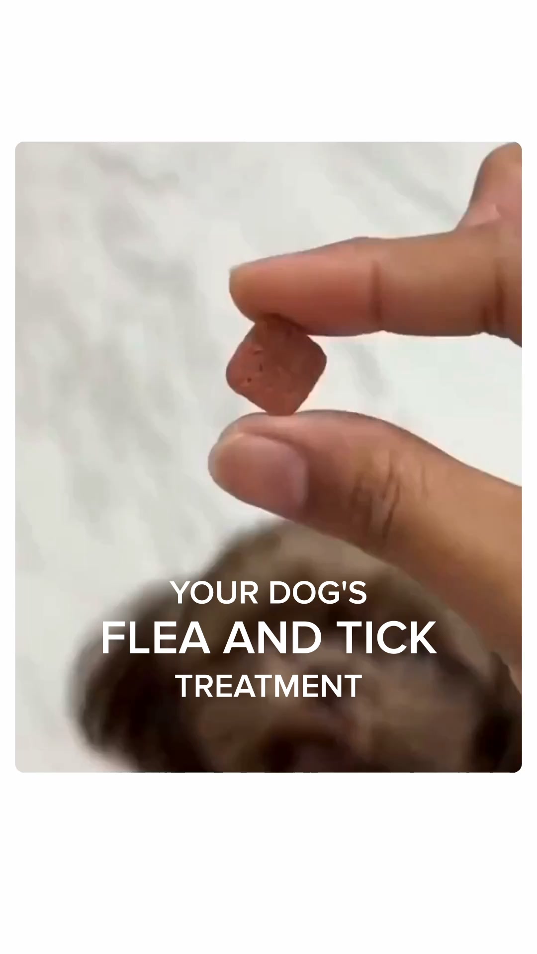 Provide a tick-free life for your pet