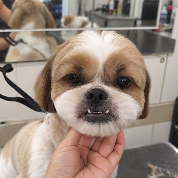 Ils ont survécu aux empires. Aujourd’hui, votre Shih Tzu pourrait ne pas survivre à votre salon.