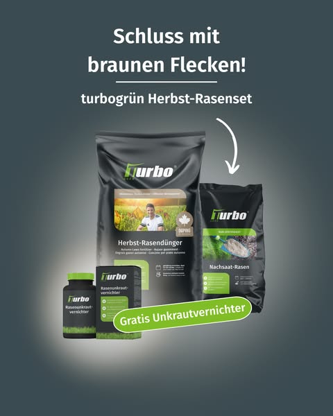 Rasen nach dem Sommer retten