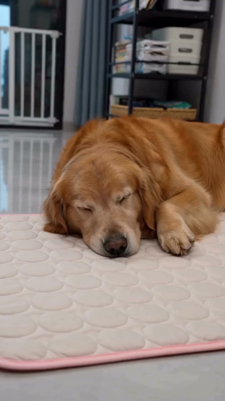 Keep Your Dog Cool All Summer Long