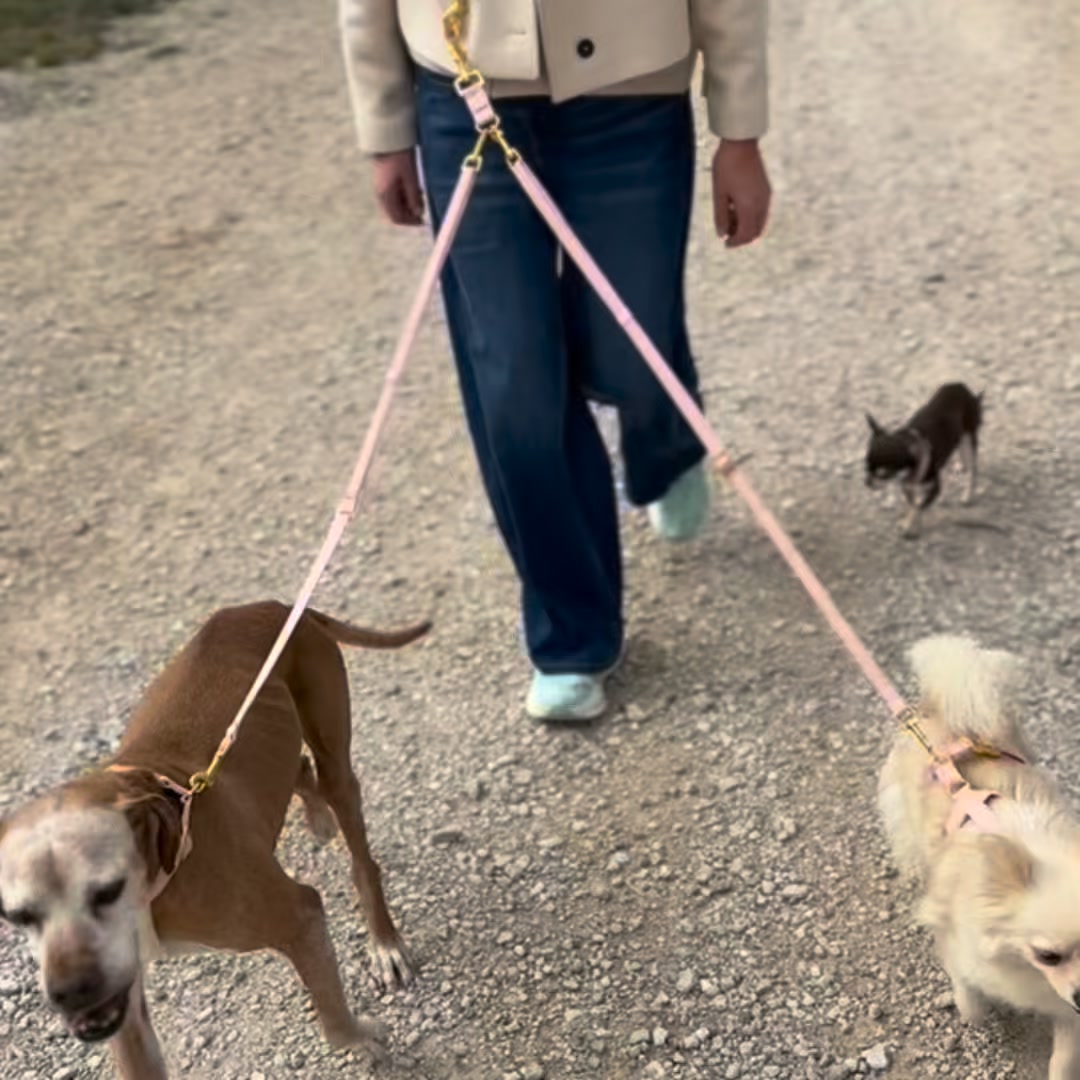 Leine für 2 Hunde gesucht?