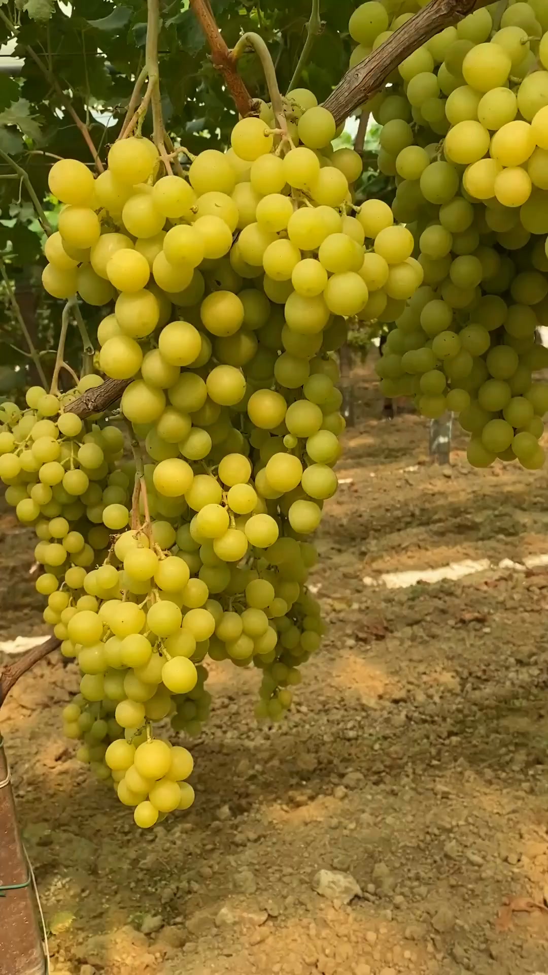 Uva e Melograno di Sicilia
