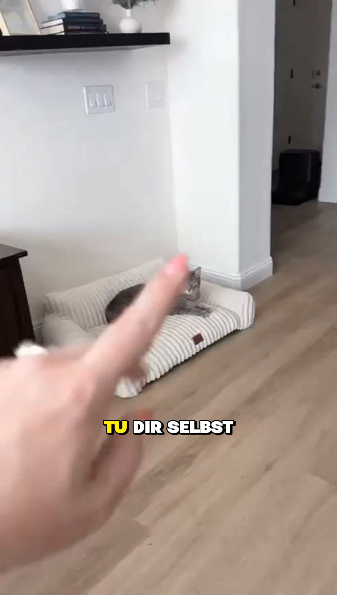 #1 Cat Sofa Bed