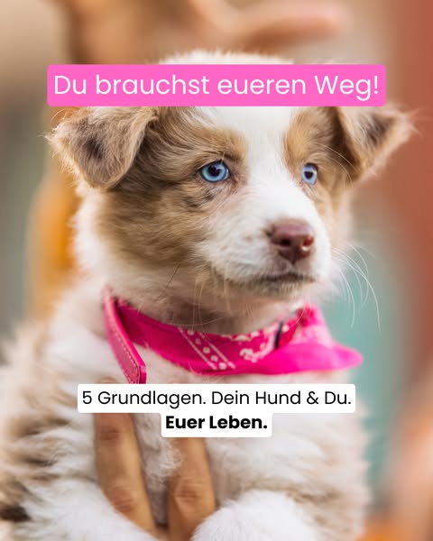 Dein Hund. Du. Euer Weg.