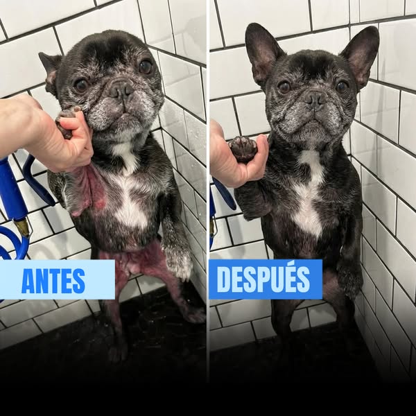 +50.000 perros ya lo usan