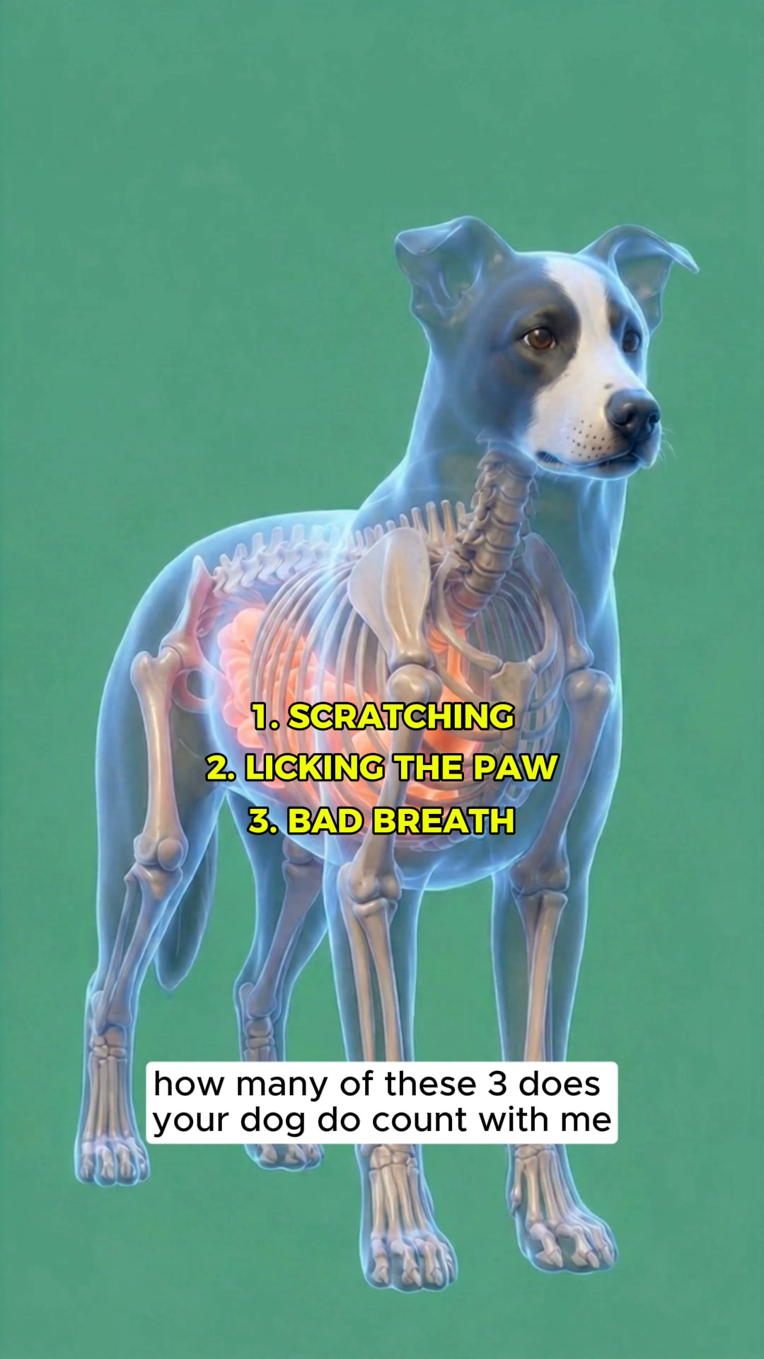 Boost Your Dog's Health Today!