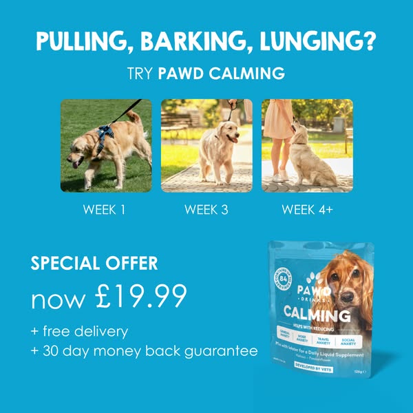 Daily Calm for Anxious Dogs
