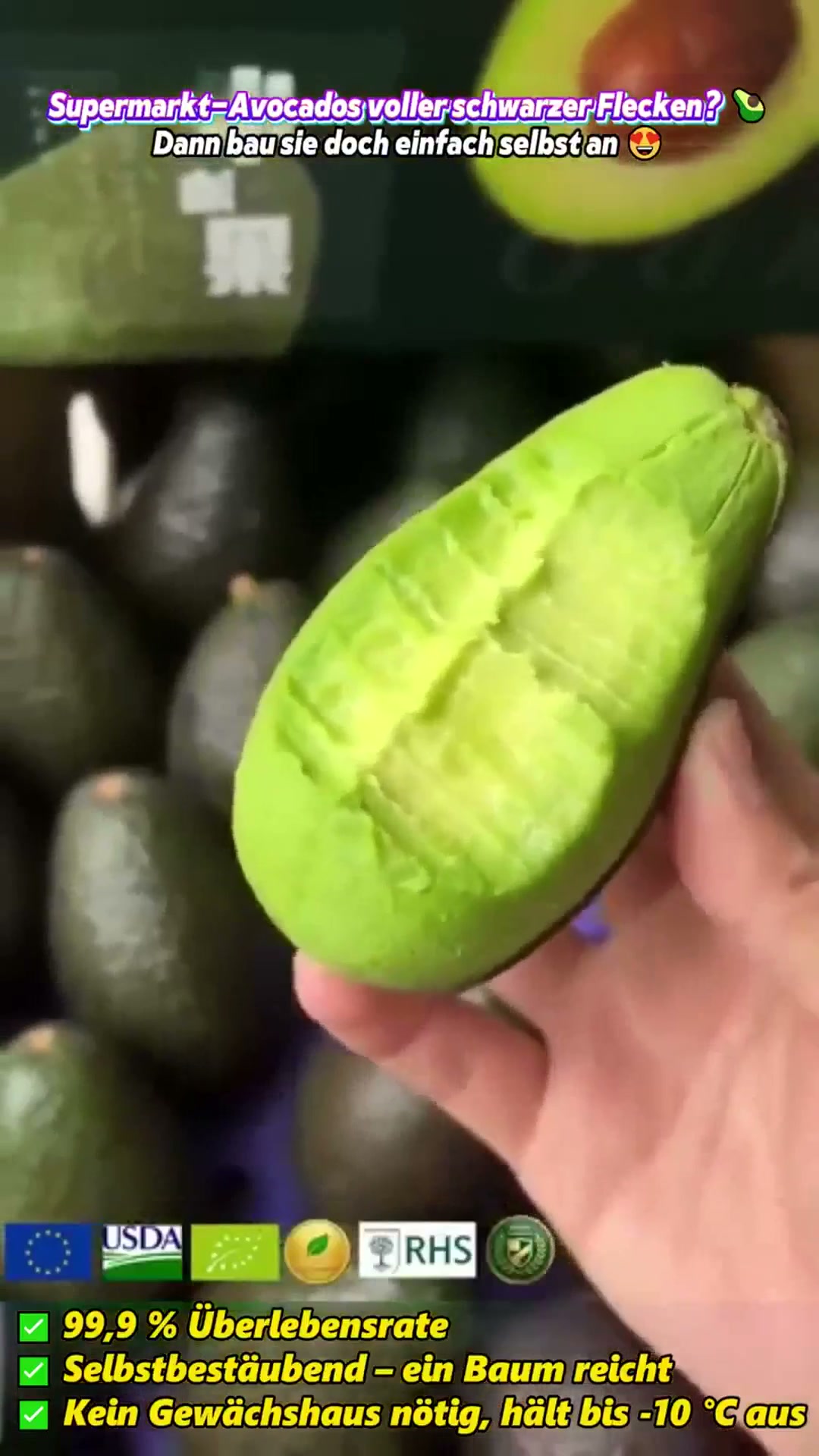 Avocado vom eigenen Balkon? Diese Setzlinge machen’s möglich.