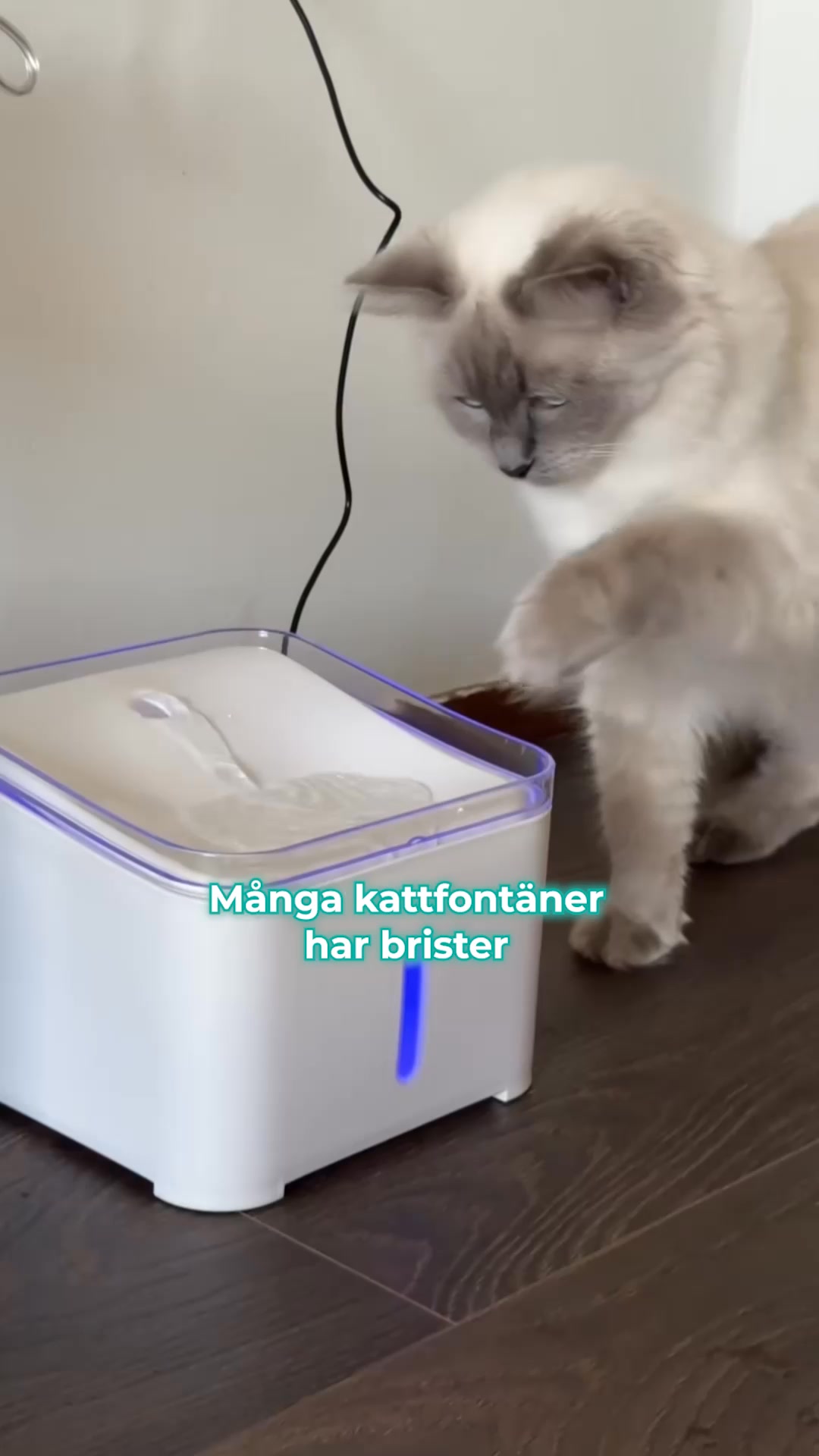 Visa omsorg och ge din katt fräschare vatten