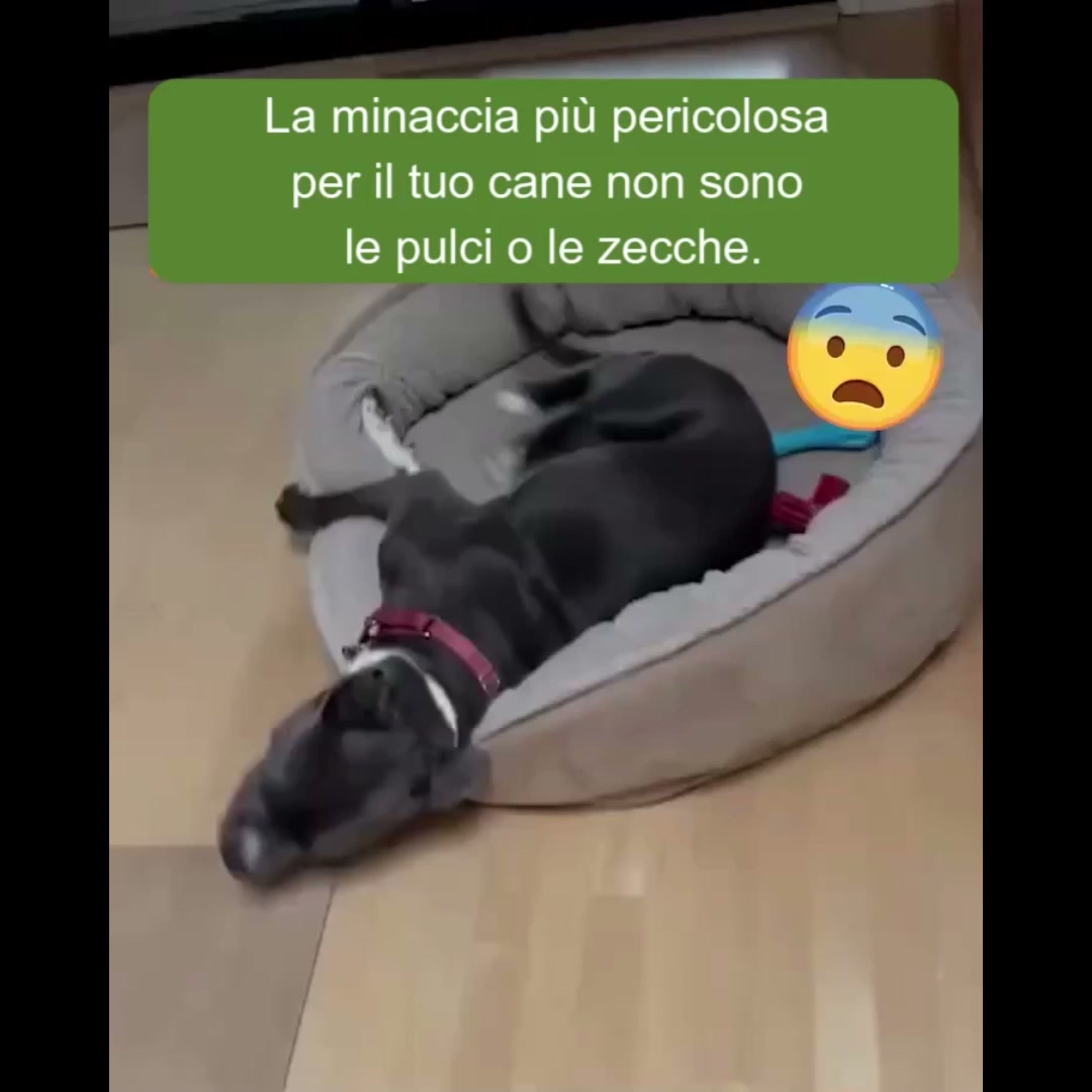 Ti sei mai chiesto cosa c'è davvero sul pelo del tuo cane?