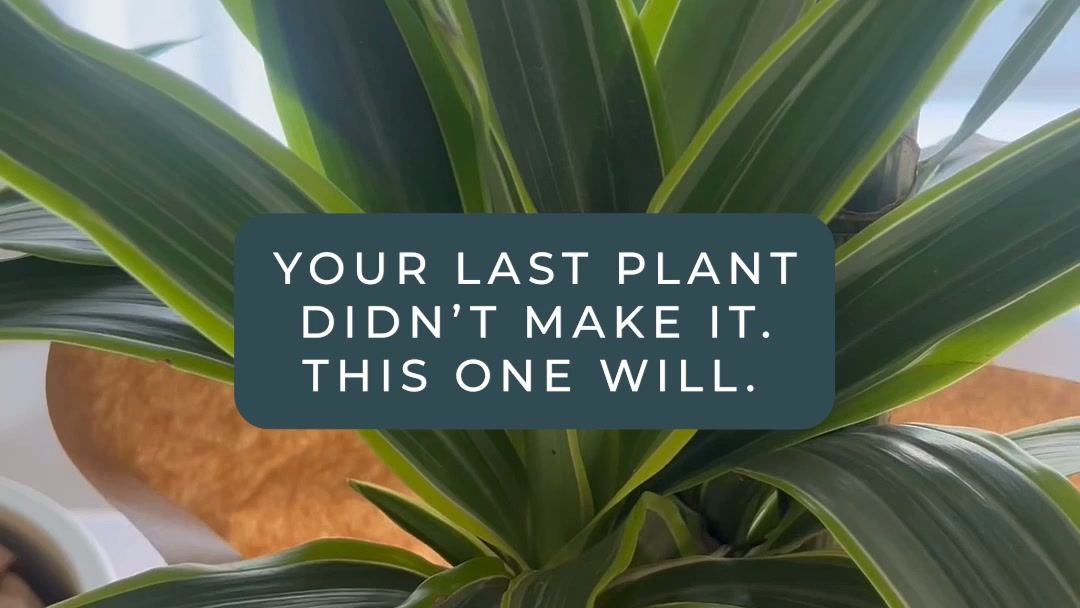 For serial plant killers
